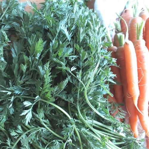 pesto aux fanes de carottes