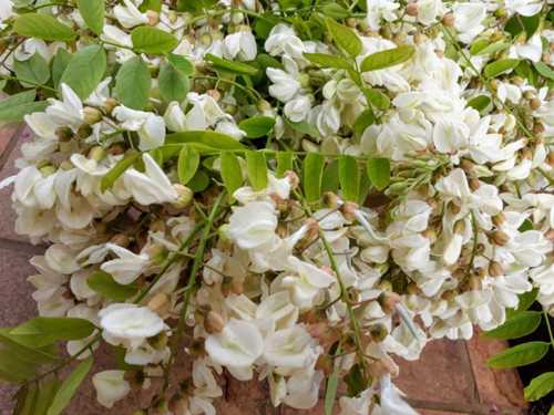 des fleurs d'acacia pour des beignets parfumés